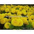 Bulk hot sale hybrid f1 marigold seeds for planting for pot flower or landscape high germination